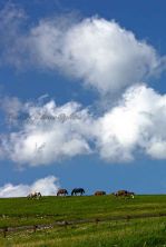 grazing in a cloudy day.jpg